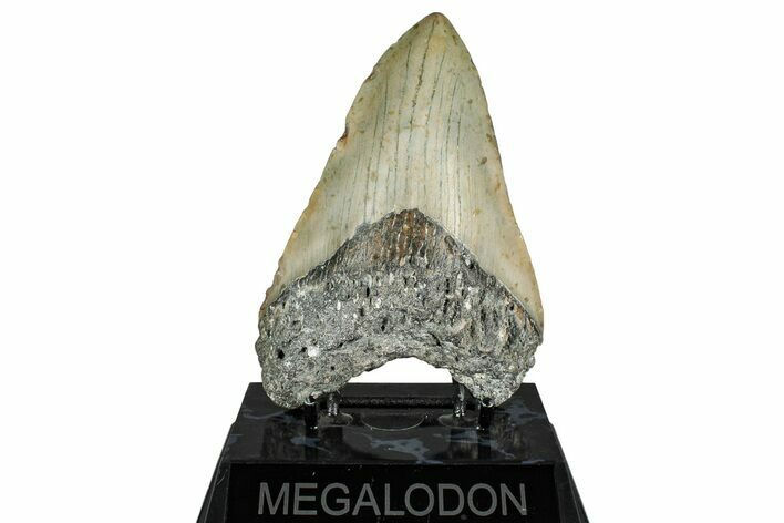 Fossil Megalodon Tooth - North Carolina #349322